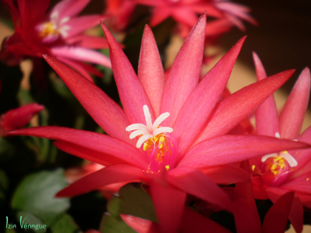 Fleur de cactus de Pâques