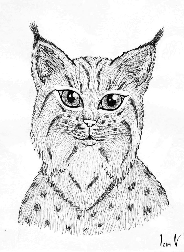 Lynx