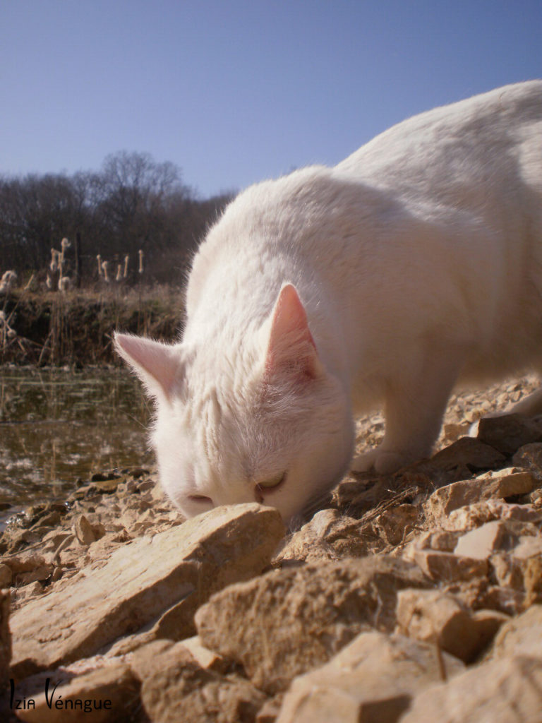 Chat sur la berge