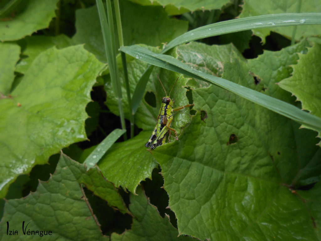 Criquet dans les plantes