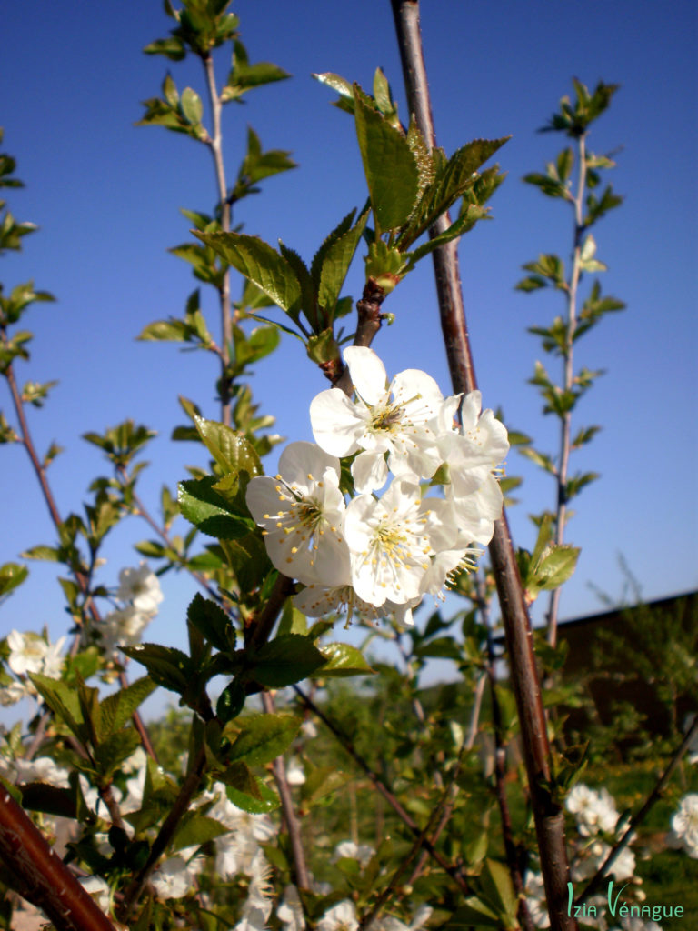 Fleurs de pommier