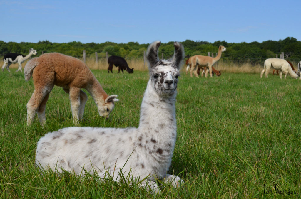 Lamateau et cria