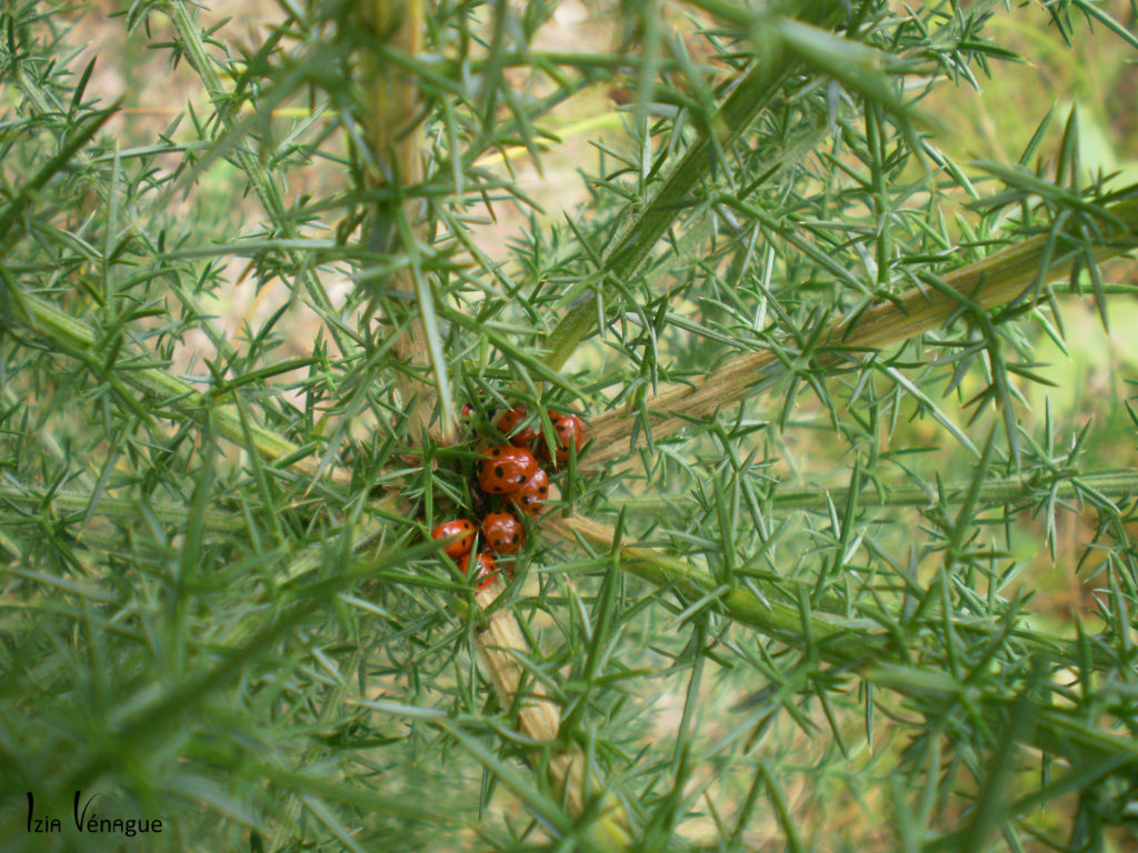 Nid de coccinelles