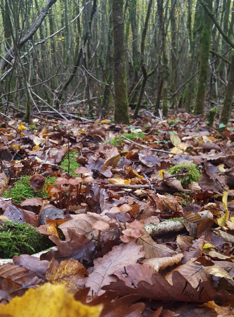 Walking in the forest